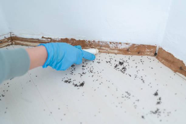 Best Best Pest Control Companies  in Big Lake, WA